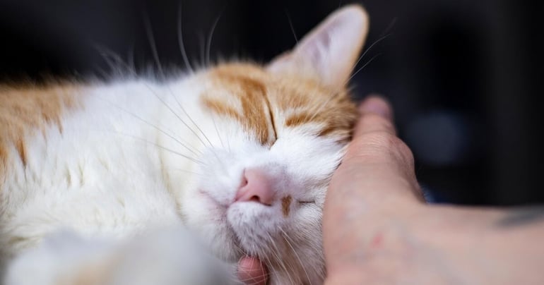 Il Mio Gatto Vuole Stare Sempre In Braccio